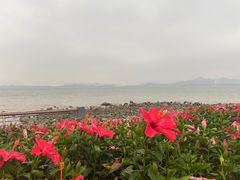 -深圳湾公园(南山区)