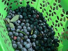 -金谷域澳洲庄园