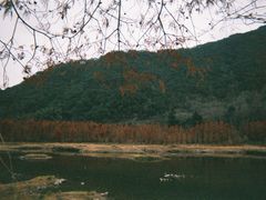 -小芝红树林