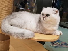 -CAT’S MEWSTAR CAFE·喵星球猫屋(晴湾咖啡店)