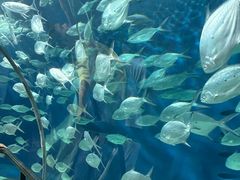 -上海海洋水族馆