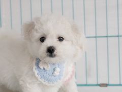 -翊宠yipet猫狗购宠庄园犬舍•猫舍