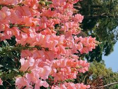 -松山湖梦幻百花洲