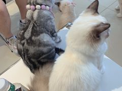 -怪兽屋·羊驼·猫咖·狗咖(俊华广场店)