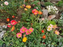 -首开·常青藤二期