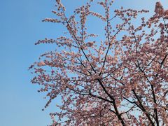 -顾村公园