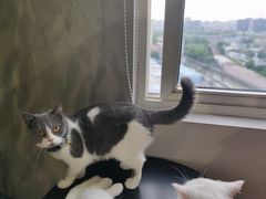 -东方名猫馆·英短金渐层布偶猫舍(环线广场1号楼店)