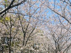 -高东镇樱花园