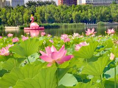 -莲花池公园