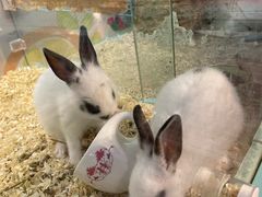 -宠物星动物医院·眼科·异宠·猫科(江南大道总院)