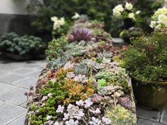 -苍山世界地质公园·石门关大峡谷