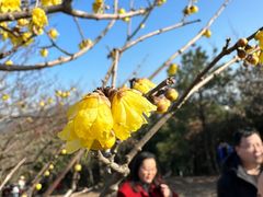 -香雪海