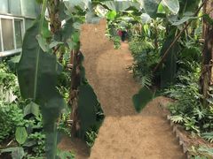 -呀路古热带植物园