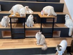-瞄一喵猫咖(格力海岸店)