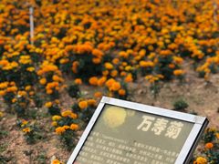 -松山湖梦幻百花洲