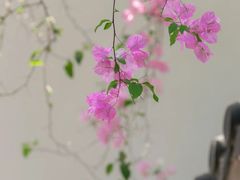 -深圳国际园林花卉博览园