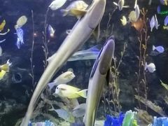 -太平洋海底世界