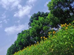 -同里国家湿地公园