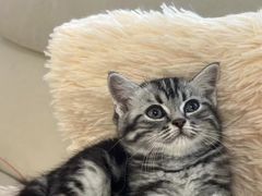 -lincat·猫舍(广州店)