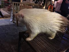 -清迈夜间动物园