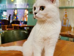 -猫小院猫主题餐厅(三里屯店)