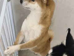 -共舞时光猫咖·狗咖(新街口店)