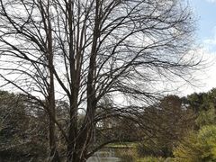 -墨尔本皇家植物园