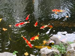 -鲤院·新中式美学·庭院餐厅(夫子庙店)