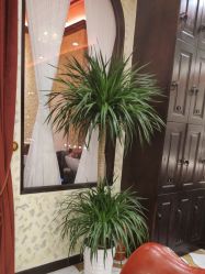 -东方先生国潮男士理发馆