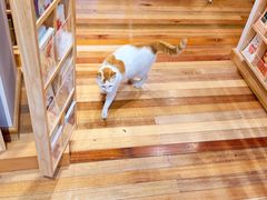-猫的天空之城概念书店(苏州平江店)