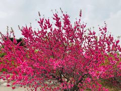 -北京西山国家森林公园