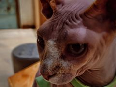 -藏猫猫咖啡主题馆(中央大道店)