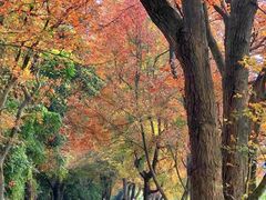 -广州市石门国家森林公园