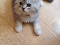 -猫咪派对(江南西店)