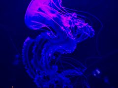 -青岛海底世界-水族馆