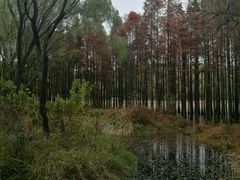 -昆山城市生态森林公园