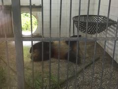 -中国大熊猫保护研究中心雅安碧峰峡基地