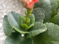 -黑窑厂糖油饼烤鸭·清真菜(黑窑厂街店)