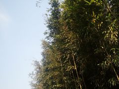 -杭州植物园
