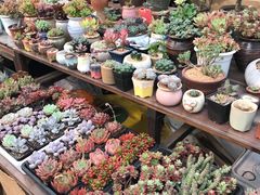 -秦美花卉(天朗·莱茵小城2期店)