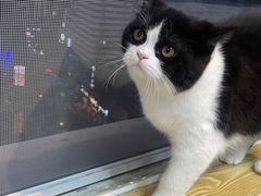 -Heymao猫咖.咖啡厅(东门店)
