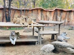 -北京野生动物园