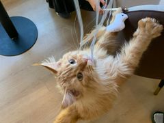 -猫腻·猫咖·撸猫馆(星光大道店)