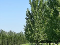 -汉长安城未央宫国家考古遗址公园