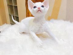 -70cat德文卷毛猫·缅因猫纯种猫舍