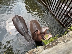 -海南热带野生动植物园