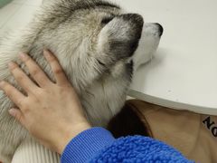 -怪兽屋·羊驼·猫咖·狗咖(俊华广场店)