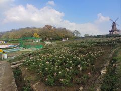 -大塘金香草谷