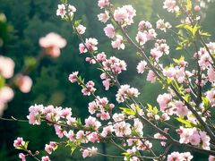 -洪湖生态旅游区