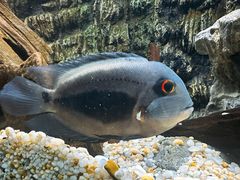 -上海海洋水族馆